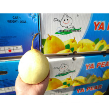 Fresh pears/New fresh ya pear/Fresh ya pear